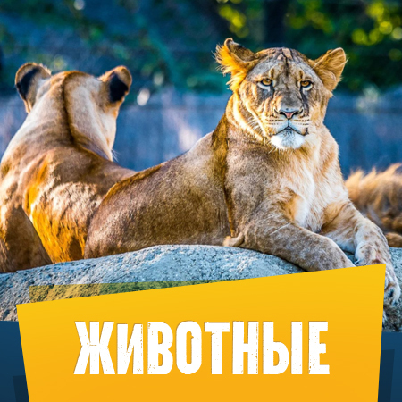 Планета кошек и котят