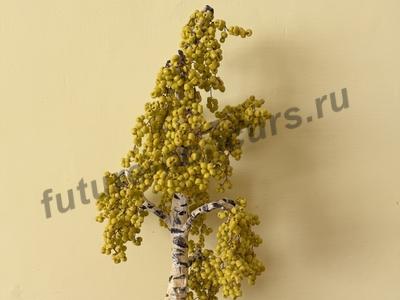 Осенняя берёзка